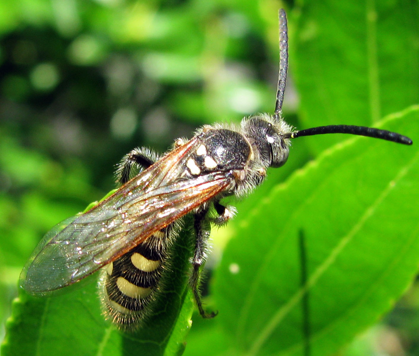 Colpa sexmaculata (=interrupta) (Scolidae)